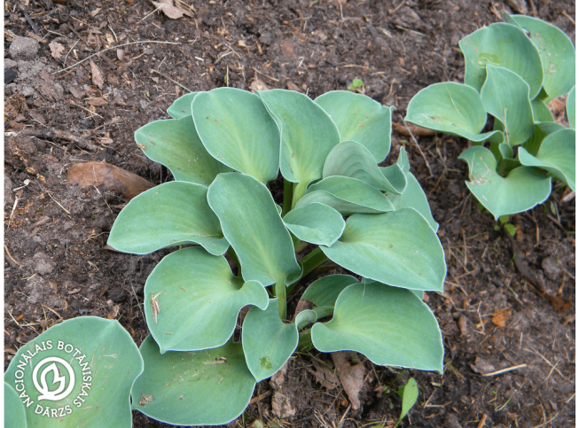 Hosta   'Blue Mouse Ears'